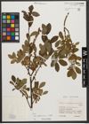 Foto von Salix waldsteiniana Willd.